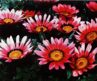 gazania